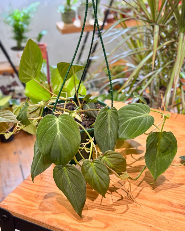 Philodendron micans - Plant Daddy