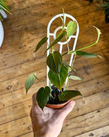 Philodendron micans - Plant Daddy