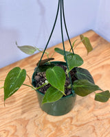 Philodendron micans - Plant Daddy