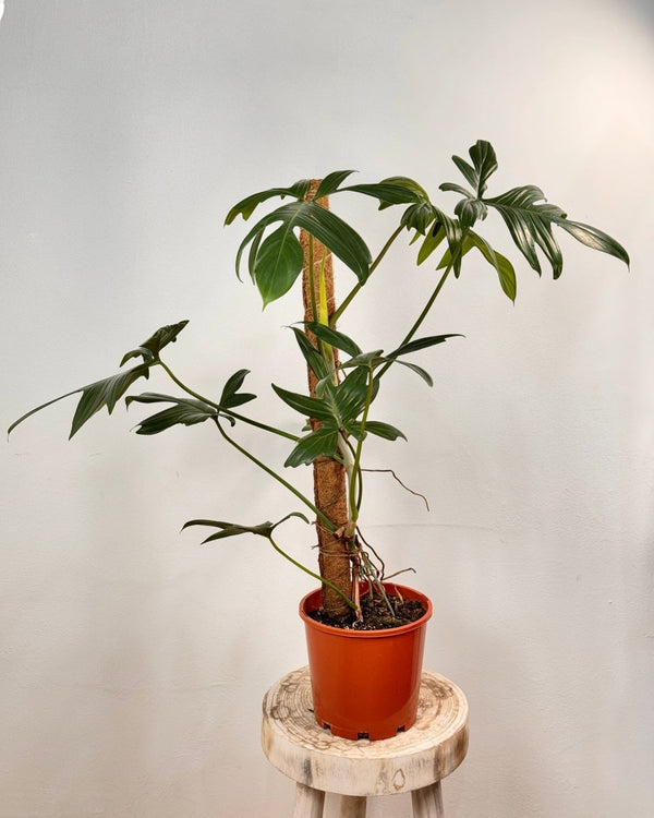 Philodendron pedatum on totem - Plant Daddy