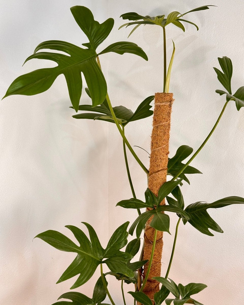Philodendron pedatum on totem - Plant Daddy
