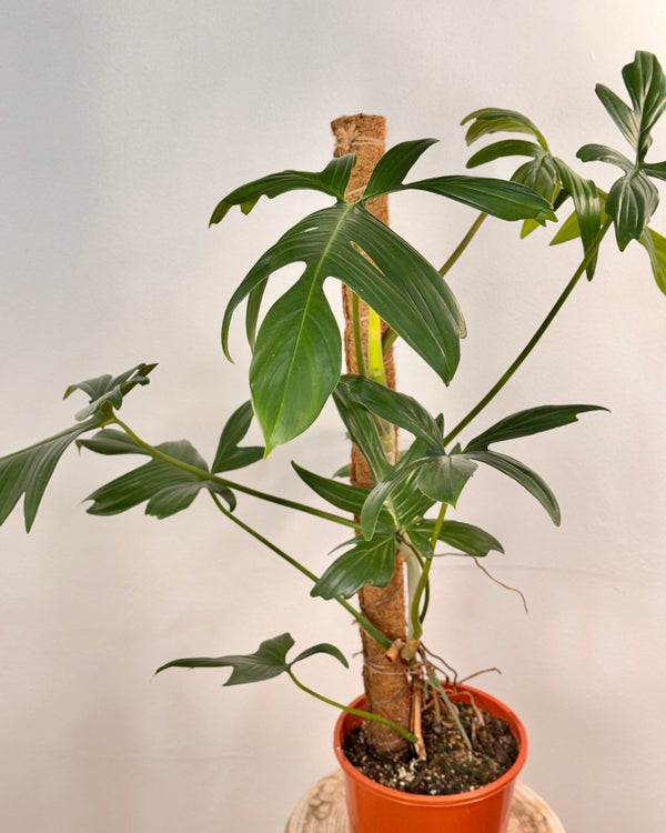 Philodendron pedatum on totem - Plant Daddy