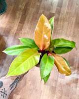 Philodendron ‘Prince of Orange’ - Plant Daddy