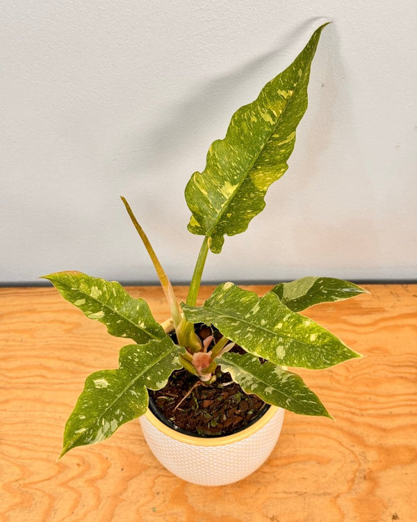 Philodendron ‘Ring of Fire’ - Plant Daddy