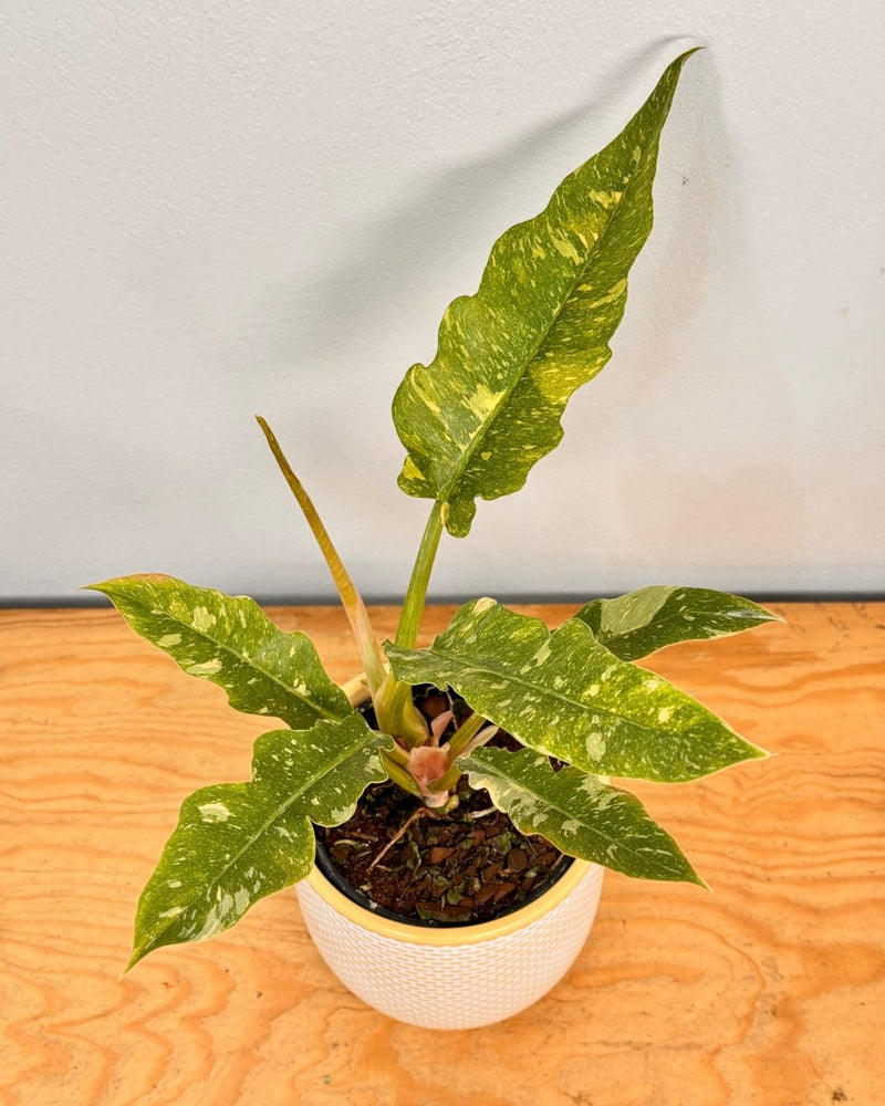 Philodendron ‘Ring of Fire’ - Plant Daddy