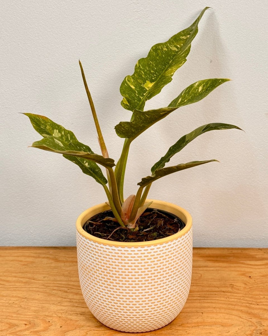 philodendron ring of fire australia Philodendron 'Ring of Fire'