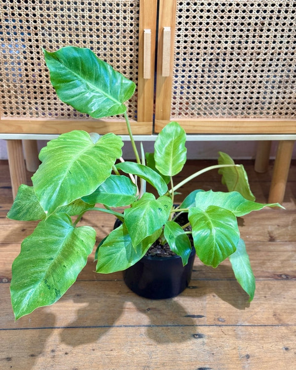 Philodendron ‘Snowdrift’ - Plant Daddy