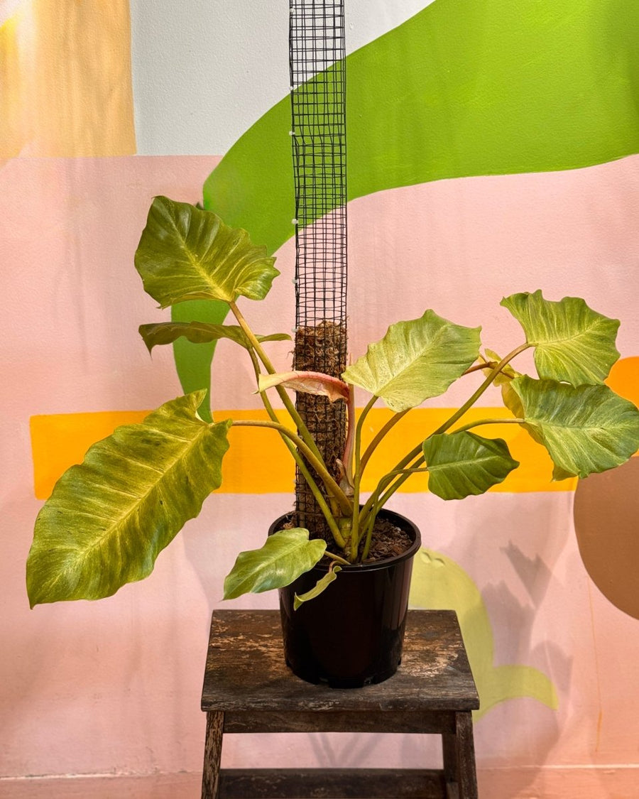Philodendron 'Snowdrift' on Moss Pole