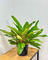 Philodendron 'Wendlandii’ - Plant Daddy