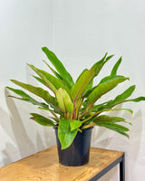 Philodendron 'Wendlandii’ - Plant Daddy