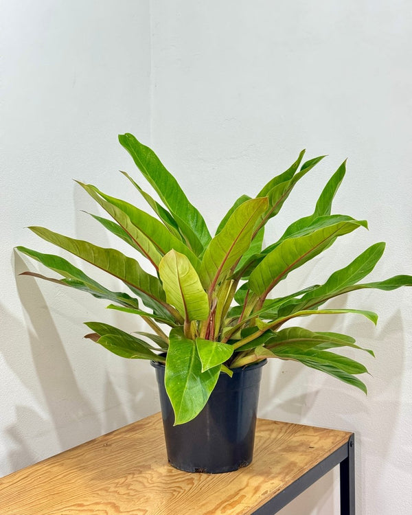 Philodendron 'Wendlandii’ - Plant Daddy