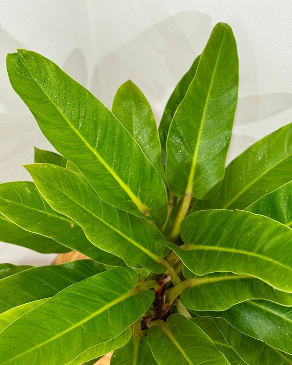 Philodendron 'Wendlandii’ - Plant Daddy