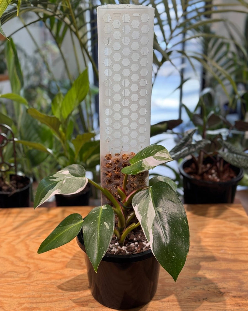 philodendron pole Philodendron White Princess on Moss Pole