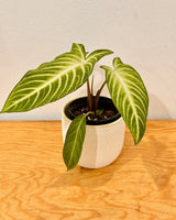 Phyllotaenium lindenii - Plant Daddy