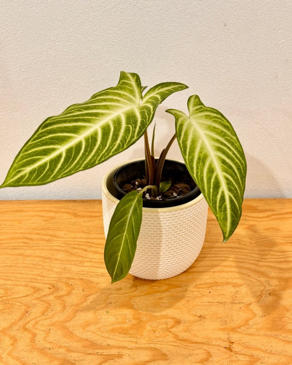 Phyllotaenium lindenii - Plant Daddy