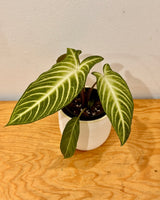 Phyllotaenium lindenii - Plant Daddy