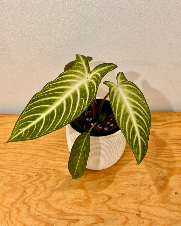 Phyllotaenium lindenii - Plant Daddy