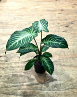 Phyllotaenium lindenii 'Magnificum' - Plant Daddy