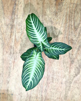 Phyllotaenium lindenii 'Magnificum' - Plant Daddy