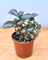 Pilea involucrata - Plant Daddy