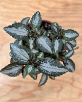 Pilea involucrata - Plant Daddy