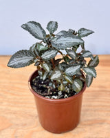 Pilea involucrata - Plant Daddy