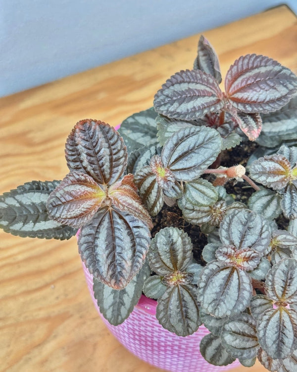 Pilea involucrata 'Norfolk' | Plant Daddy - Plant Daddy