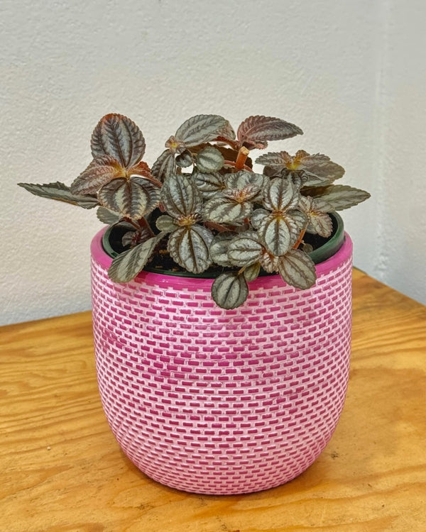 Pilea involucrata 'Norfolk' | Plant Daddy - Plant Daddy