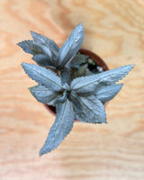 Pilea involucrata ‘Silver’ - Plant Daddy