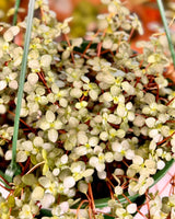 Pilea libanensis ‘Silver Sprinkles’ - Plant Daddy