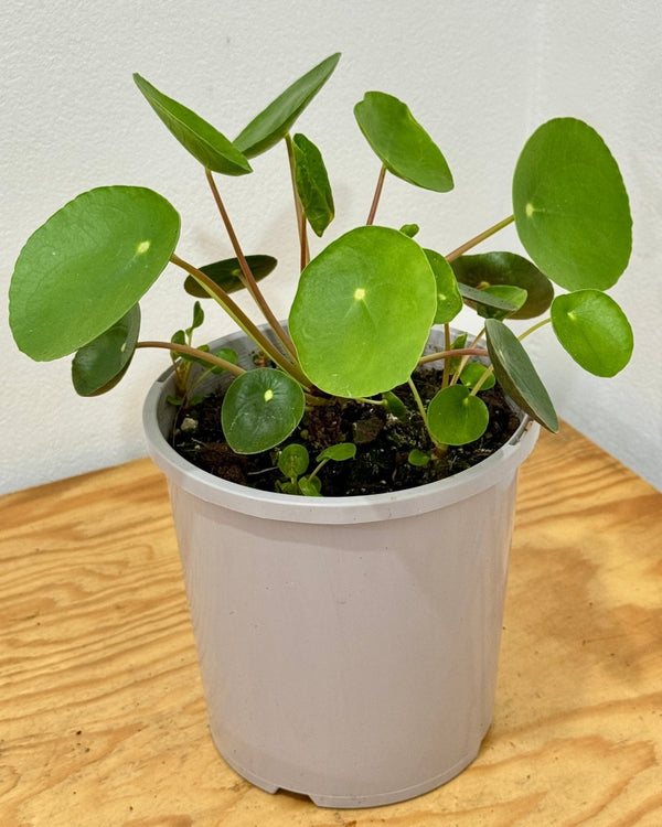 Pilea peperomiodes (Chinese Money Plant) - Plant Daddy