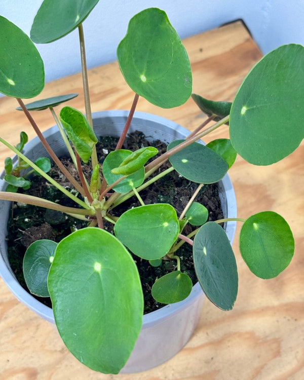 Pilea peperomiodes (Chinese Money Plant) - Plant Daddy