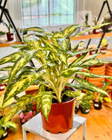 Aglaonema commutatum ‘Pseudobracteatum’