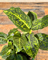 Dieffenbachia 'Reflector'