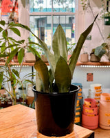 Sansevieria trifasciata ‘Moonshine’