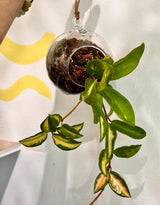 Planted Hanging Glass Bauble - Plant Daddy