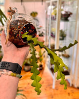 Planted Hanging Glass Bauble - Plant Daddy