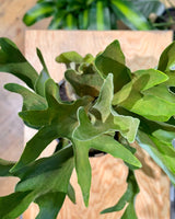 Platycerium bifurcatum ‘Netherlands’ - Plant Daddy