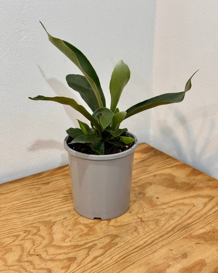 Platycerium bifurcatum 'Netherlands' - Plant Daddy