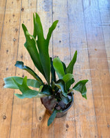 Platycerium bifurcatum ‘Netherlands’ - Plant Daddy