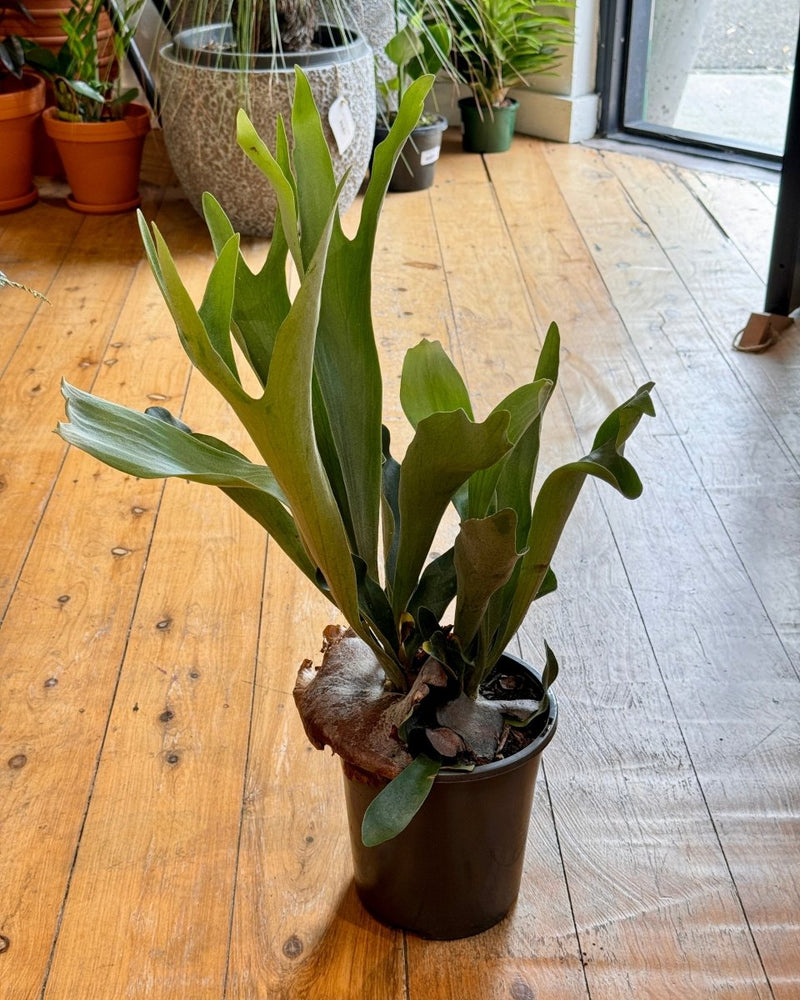 Platycerium bifurcatum ‘Netherlands’ - Plant Daddy