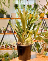 Platycerium bifurcatum ‘Netherlands’ - Plant Daddy