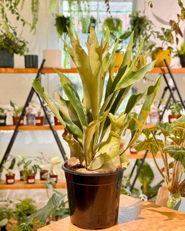 Platycerium bifurcatum ‘Netherlands’ - Plant Daddy