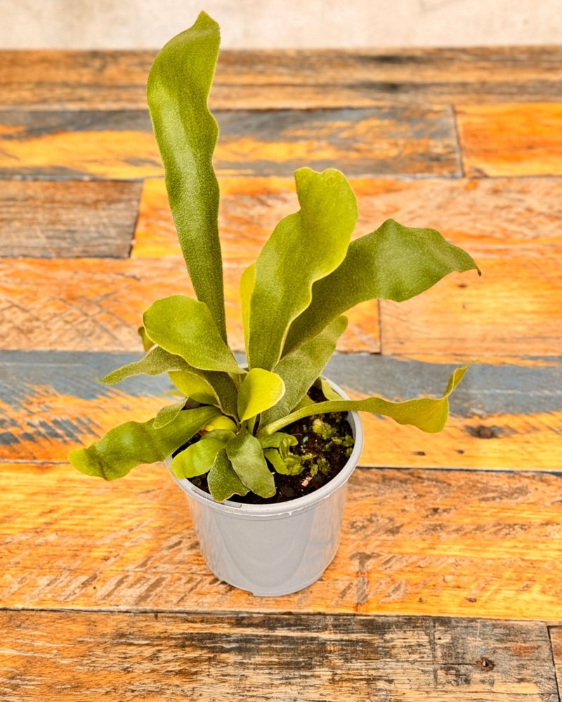 Platycerium bifurcatum ‘Netherlands’ - Plant Daddy