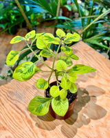 Plectranthus ciliatus ‘Troy's Gold’ - Plant Daddy