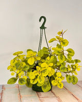 Plectranthus ciliatus ‘Troy's Gold’ - Plant Daddy