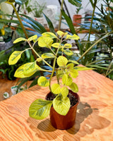 Plectranthus ciliatus ‘Troy's Gold’ - Plant Daddy