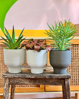 Pollux Ceramic Pot - Plant Daddy