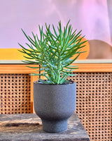 Pollux Ceramic Pot - Plant Daddy