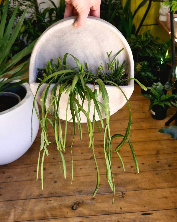Potted Cement Wall Planter - Plant Daddy